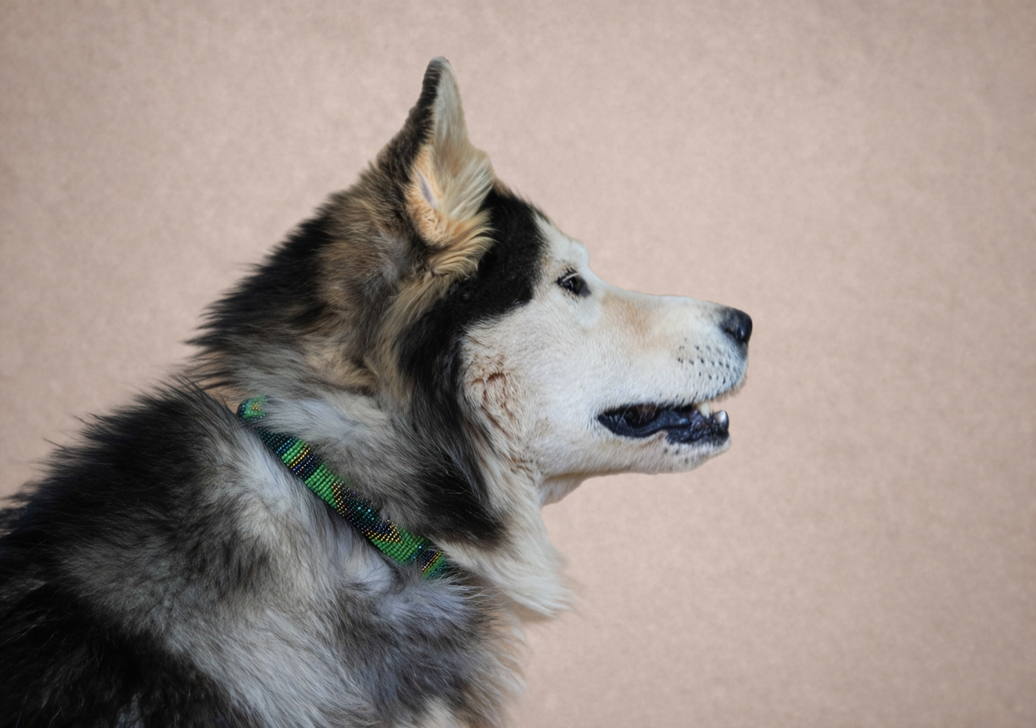 Verdant — Leather Collar