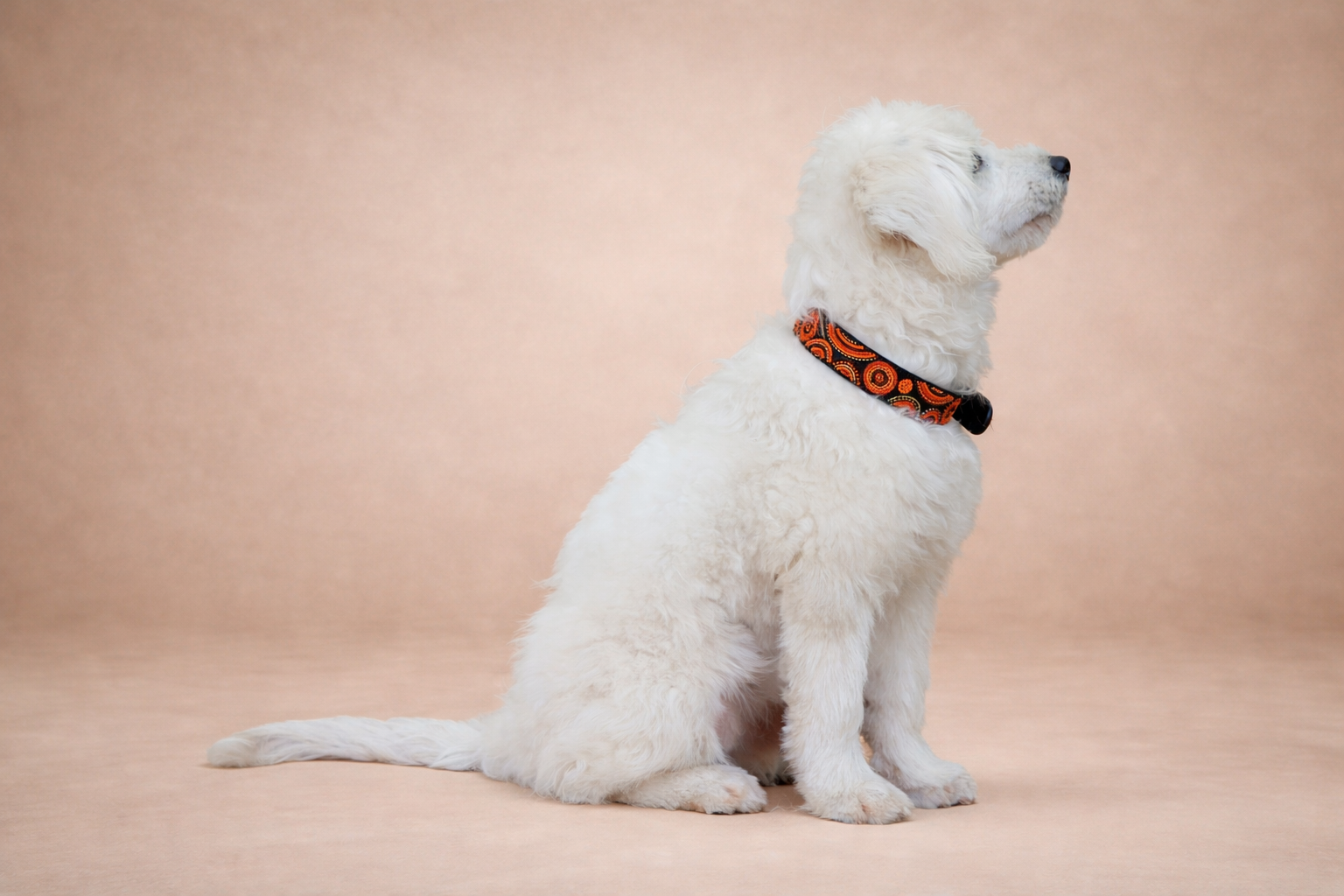 Terracotta — Leather Collar