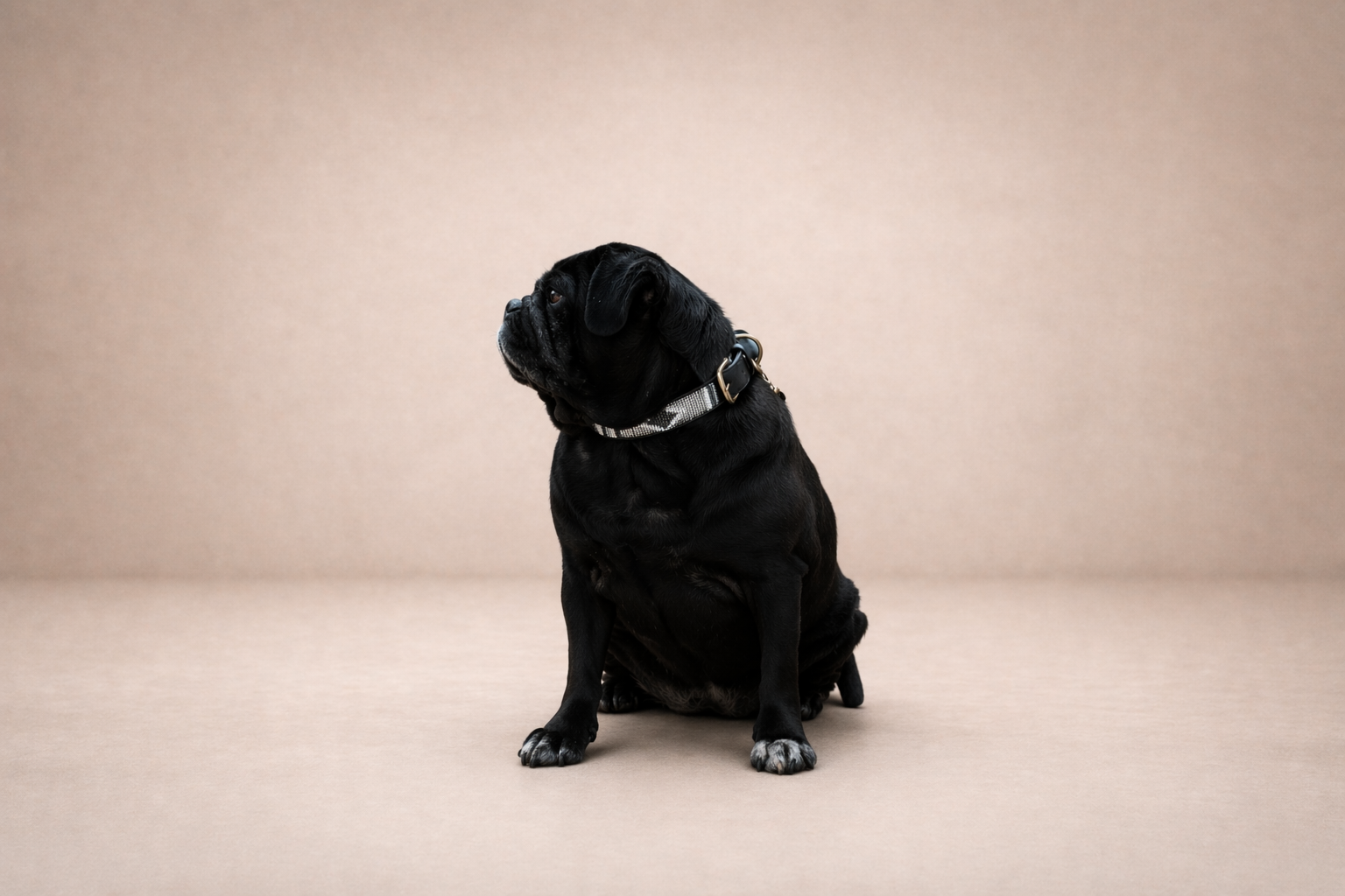 Slate — Leather Collar